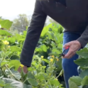 March 2023: Straw Bale Gardening