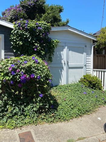 Read nursery tags to learn about the ultimate size and growth habit. Fire-safe gardening practices discourage planting against a house. Marie Narlock.