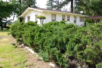 Don’t plant in Zone 0, 5' & avoid juniper and other plants that contain resin, volatile oils, or sap that release energy when burning. Fire Safe Marin