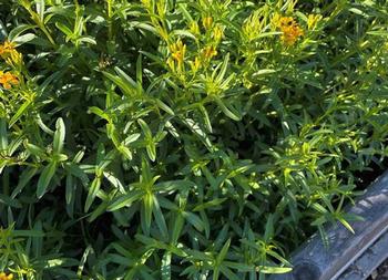 Mexican tarragon often succeeds in gardens where French tarragon fails. Photo: Anne-Marie Walker