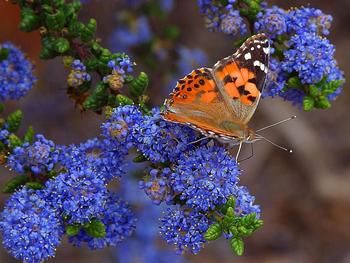 5 varieties of ceanothus support 56 butterfly & moth species: Blueblossom, Buck Bush, Hairy, Point Reyes, and Wavy Leaved. Photo: Jon Sullivan Pixie