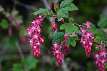 4 ribes species, sanguineum (above), sanguineum var. glutinosum, malvaceum & californicum, support 39 butterfly & moth species. Photo: Mark Robinson