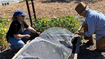 Tender plants are covered in tulle to protect against bird damage