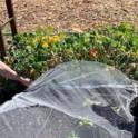 April 2023: A Year in the Garden