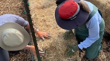 Installing the straw bales for spring planting is a late winter task in the garden.