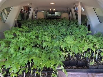 Tomato plants on their way to the Master Gardener sale. Photo: Diane Lynch