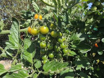 Sungold tomatoes just starting to ripen. Photo: Diane Lynch