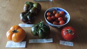 Tomatoes plants purchased from the Master Gardeners and grown by Bill Wong. Photo: Diane Lynch
