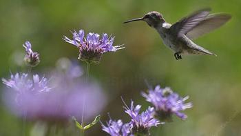 Growing native plants extends Marin's natural beauty into your garden while protecting our unique biodiversity. Photo: Las Pilitas