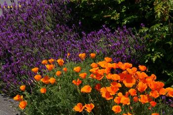 Selecting the right plants is the key to successful gardening in clay soil. Photo: wikimedia