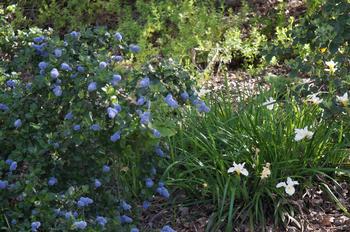 Native plants are well adapted to Marin's clay soils. Photo: Flickr