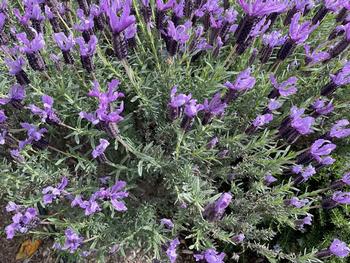 Sun Shining on Spanish Lavender. Photo: Anne-Marie Walker