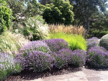 The spiky balls of Lavandins punctuate a mixed border at a local winery. Photo: Alice Cason