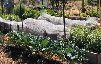 Tulle fabric protects seedlings from birds.