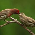 May 2023: Sharing the Garden with Birds