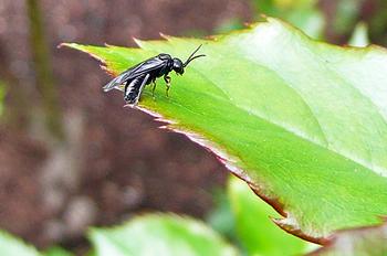 The rose sawfly deposits eggs on the edge of rose leaves. Photo: Nanette Londeree