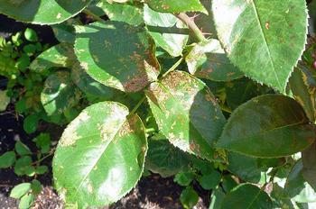Areas that have been eaten by rose slugs turn brown and die. Photo: Nanette Londeree