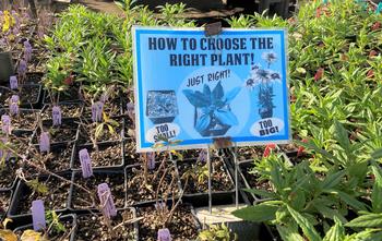 Bigger is not necessarily better when choosing the right plants. Photo: Alice Cason