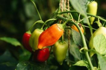 Photo: Piqsels