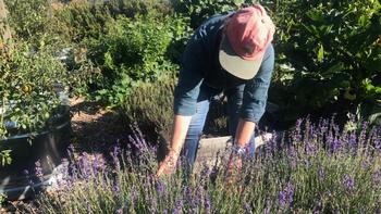 Time spent monitoring and caring for plants in an organic garden can be very satisfying.