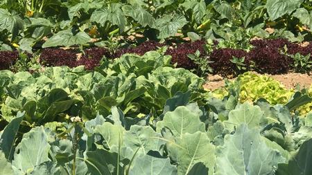 Plants grown organically are healthy for people and the planet