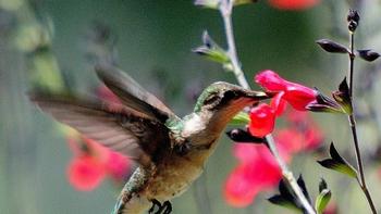 Photo: Creative Commons
