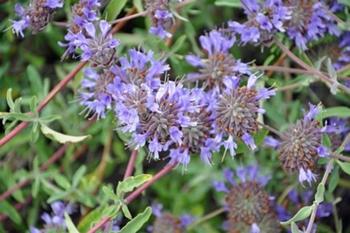 Salvia ‘Allen Chickering’