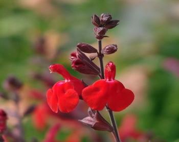 Salvia greggii ‘Flame’