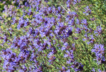 Salvia 'Winnifred Gilman'
