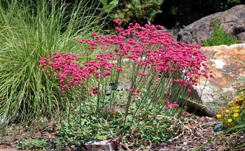 San Miguel Island buckwheat works well along pathways. Photo: PlantMaster, John Rusk