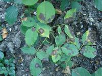 rose black spot