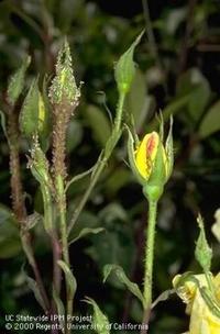 Aphids