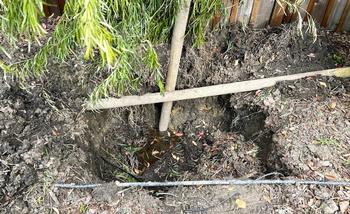 Weeks after the rains stopped, standing water was found in the planting hole of tree that began showing signs of suffocation. Photo: Nanette Londeree