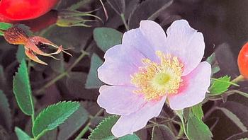 Rosa californica is our native species rose with 5 petals, scent, and rose hips rich with vitamin C. Photo: Anne-Marie Walker