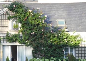 Old Blush’ is a China rose cultivated for 1,000+ years. Its genes are in many modern roses. Consider fire-safe practices before planting on structures