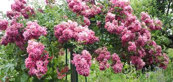 'Centenaire de Lourdes', a Floribunda standard, is a modern rose generously underplanted in Monet’s garden in Giverny. Photo: Anne-Marie Walker