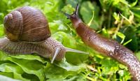 snails and slugs