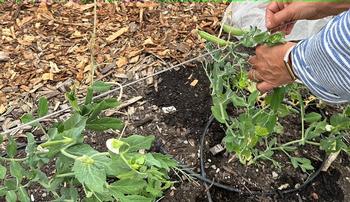 The growing tips of vines can be gently guided to the supports