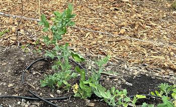 Vertical strings help bean plants to climb