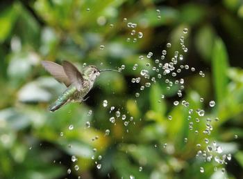 A small fountain or shallow dish of water pleases wildlife and is a beautiful addition to the Earth-friendly garden. Photo: Steph McBlack