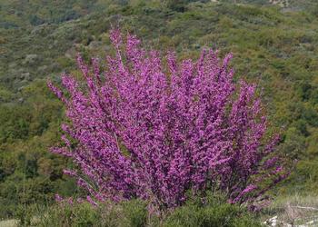 Hummingbirds enjoy the nectar of this Western redbud, Cercis occidentalis, and goldfinches will feast on its seeds. Photo: David A Hofmann