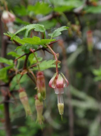The juicy berries produced by this California ribes are a delight for many bird species. Photo: Tom Hilton
