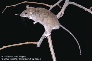 Cut back tree limbs within 3 feet of a roof to prevent roof rats from finding a nesting site in the upper portions of your building. Photo: Jack Kelly