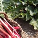 August 2023: In Praise of Rhubarb