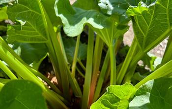 Harvest the thicker stems of the plant in the spring. Don’t remove more than one-third of the leaves.