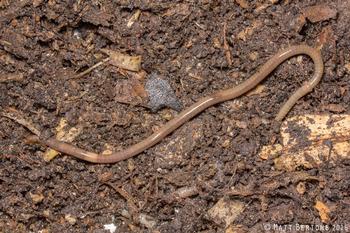 A jumping worm pest on its coffee-ground like castings, with white band near its head. If seen, contact the UC MMG help desk. Photo: M. Bertone, NCSU