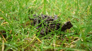 Darwin observed earthworm-created humus covering stones in his garden at the rate of 2.2 inches in 10 years. Photo: Kris Lord