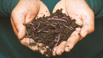 A handful of worms & castings. The humus is richer in nutrients than the sources ingested by the earthworms to produce it. Photo: sippakorn-yamkasikor