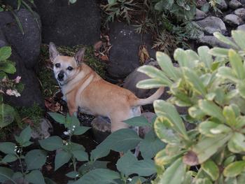The plant at her feet is in the nightshade family, and some are toxic though my gardener says they eat this one in Central America. Photo: Diane Lynch