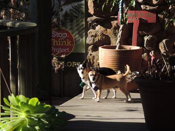 Sniffing is what dogs do best. Because they’re small, there has been little damage, but large dogs can be challenging. Photo: Diane Lynch